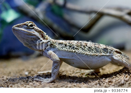 フトアゴヒゲトカゲ 9336774