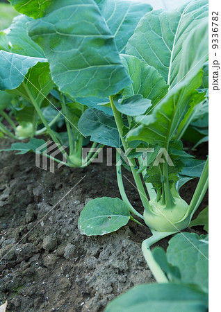 並んだコールラビ 9336782