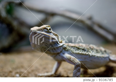 フトアゴヒゲトカゲ 9336785