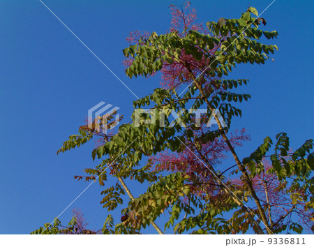 タラノキの実 タラノキの実 9336811