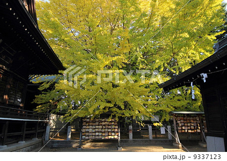 葛飾八幡宮 9337123