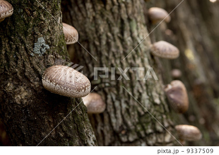 椎茸　しいたけ　シイタケ 9337509