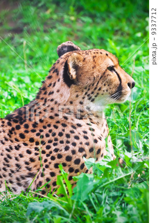 Cheetah 9337712