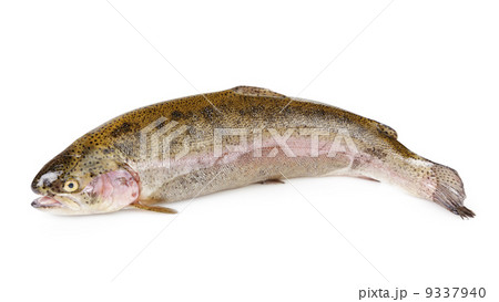 fresh whole trout fish 9337940