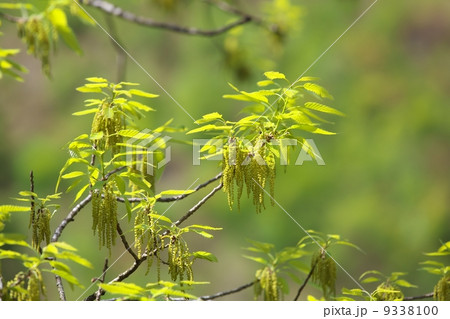 アベマキ 9338100