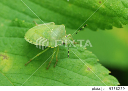 アオクサカメムシ アオクサカメムシ 9338229
