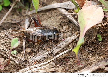 エンマコオロギ（オス） 9338232