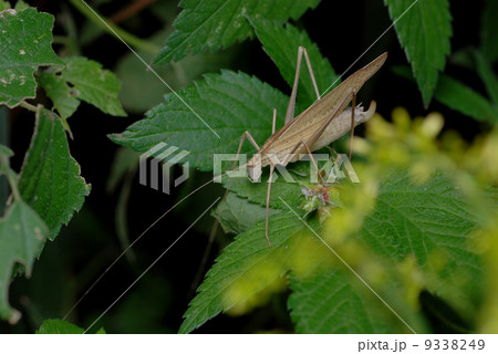 セスジツユムシ（メス） 9338249