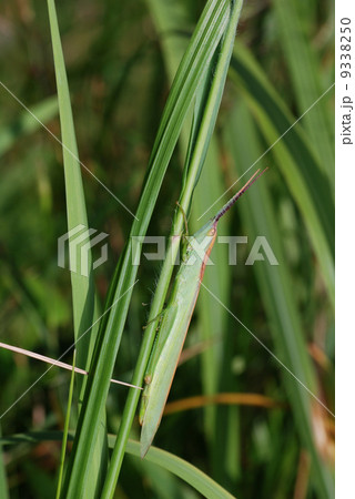 ショウリョウバッタモドキ ショウリョウバッタモドキ 9338250