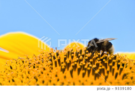 bumble bee bumble bee 9339180