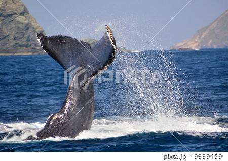 ザトウクジラ 9339459