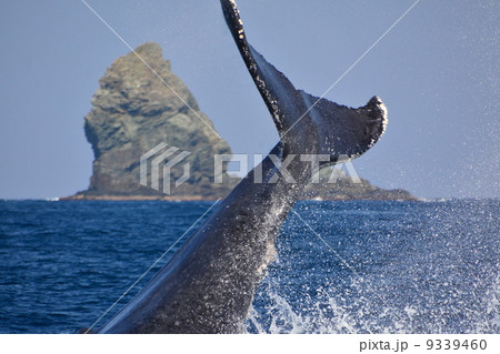 ザトウクジラ 9339460