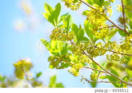 クロモジ 9339511