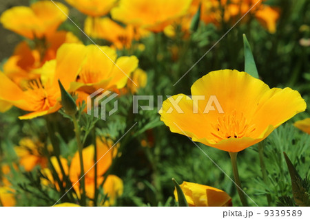 ハナビシソウ 9339589