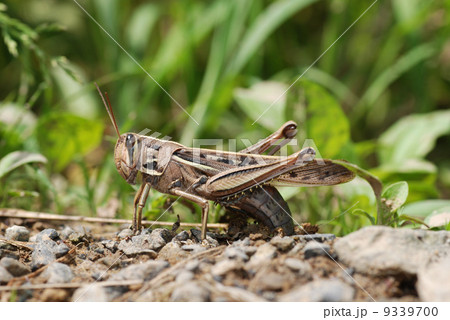 産卵するツチイナゴ 9339700