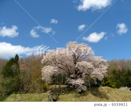 越代のサクラ(森の巨人たち百選) 越代のサクラ(森の巨人たち百選) 9339921