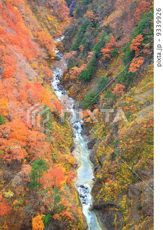 城ヶ倉渓谷の紅葉 城ヶ倉渓谷の紅葉 9339926