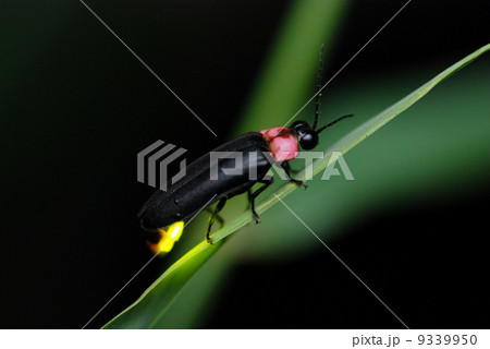 発光するゲンジボタル 発光するゲンジボタル 9339950