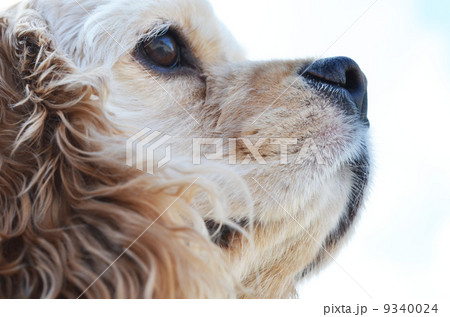 アメリカンコッカースパニエル 9340024