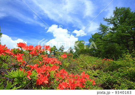 湯の丸高原のレンゲツツジ 9340163