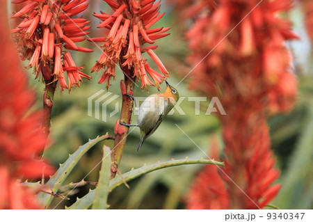 メジロとアロエの花 9340347