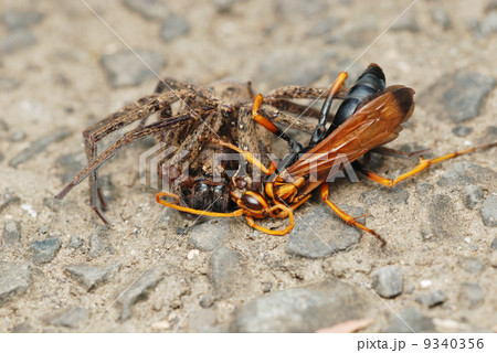 クモを狩るベッコウバチ クモを狩るベッコウバチ 9340356