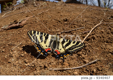 蝶がいる風景 ~ギフチョウ~ 蝶がいる風景 ~ギフチョウ~ 9340407