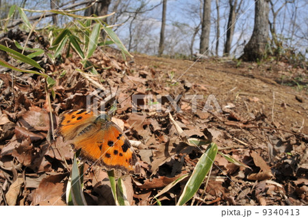 蝶がいる風景　～ヒオドシチョウ～ 9340413