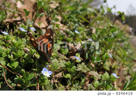 蝶がいる風景　～テングチョウ～ 9340419