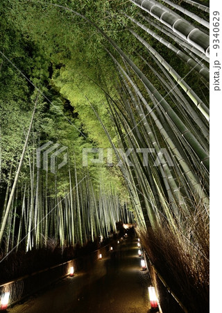竹林の小径 9340629