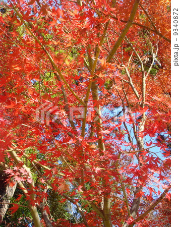晩秋の鎌倉の紅葉の風景 9340872