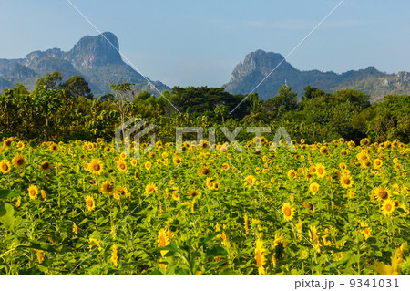 Sunflower field and mountain in summer, Thailand 9341031