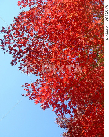 鎌倉の紅葉と青空の風景 鎌倉の紅葉と青空の風景 9341076