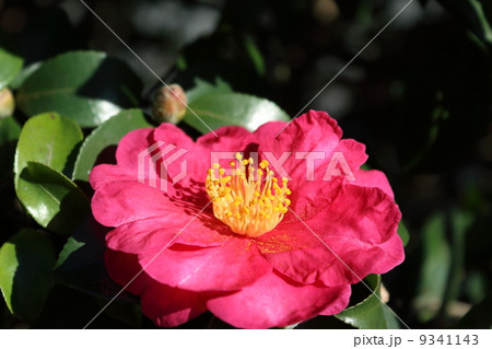 赤い花 赤い花 9341143