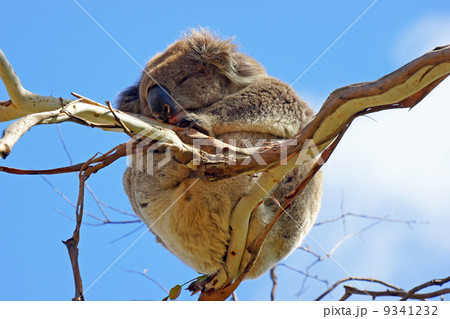 Koala, Australia Koala, Australia 9341232