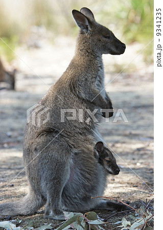 Bennett Wallaby, Australia Bennett Wallaby, Australia 9341235
