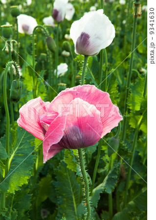 Red and white poppy flowers 9341630