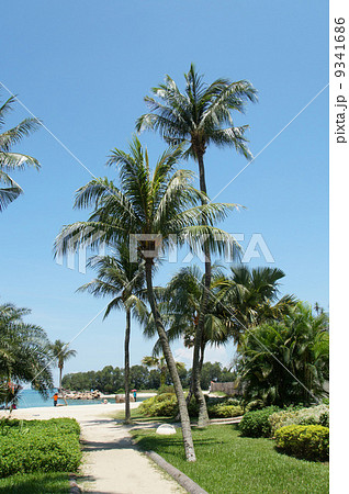 シロソビーチ 9341686