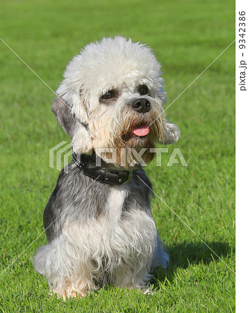 Dandie Dinmont Terrier on a green grass lawn 9342386