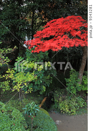 誌仙堂の秋 誌仙堂の秋 9343281