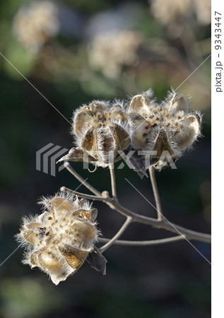 枯れ芙蓉 枯れ芙蓉 9343447