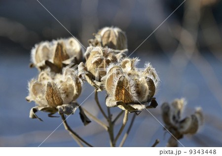 枯れ芙蓉 枯れ芙蓉 9343448