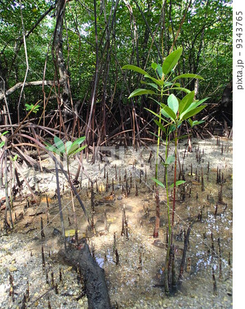 マングローブ マングローブ 9343765