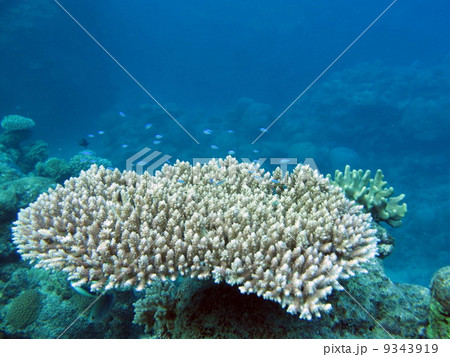 Coral Reef Coral Reef 9343919