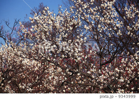 白梅と紅梅 白梅と紅梅 9343999