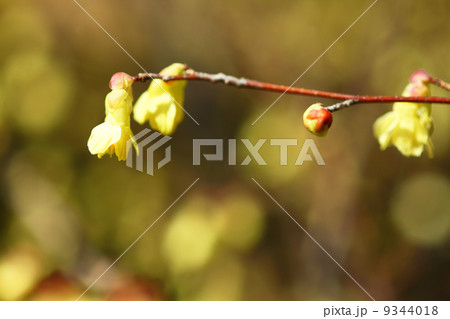 ヒュウガミズキの花 9344018
