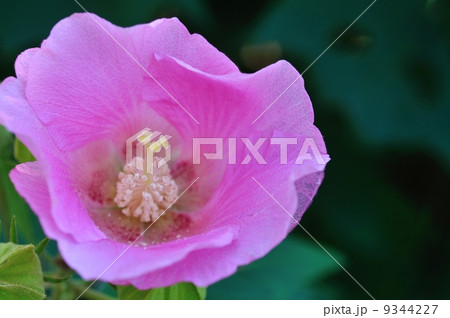 酔芙蓉 酔芙蓉 9344227