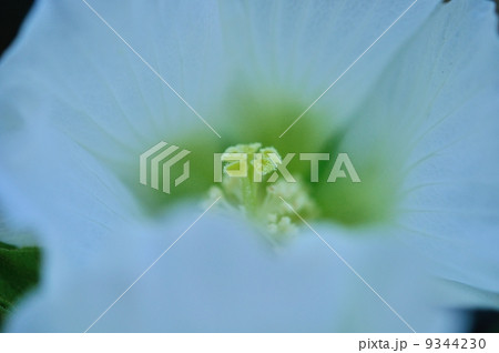 酔芙蓉 9344230