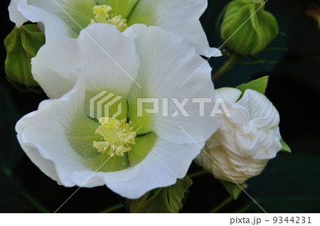 酔芙蓉 9344231