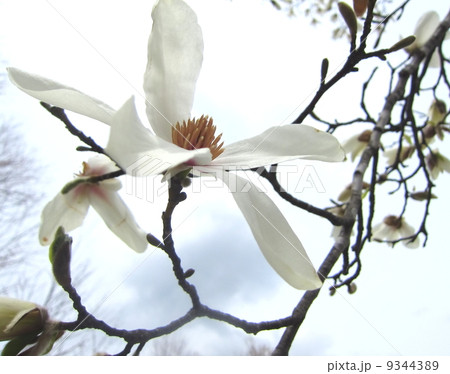 開いたコブシの花 9344389